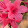 Rhododendron 'Conlef' Autumn Cheer PP#10579 - Image 2