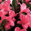 Rhododendron 'Conlef' Autumn Cheer PP#10579