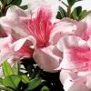 Azalea 'Robled' Encore® Autumn Chiffon® - Image 2