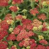 Achillea millefolium 'Strawberry Seduction' PP18401
