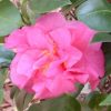 Camellia hybrid 'Ack-Scent'