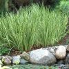Acorus calamus 'Variegatus'