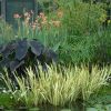 Acorus calamus 'Variegatus' - Image 2