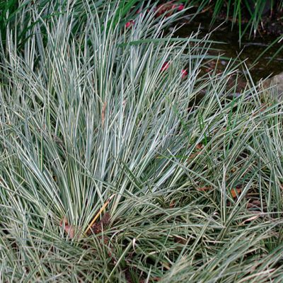 Acorus gramineus ‘Variegatus’ | Kiefer Nursery: Trees, Shrubs, Perennials