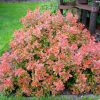 Berberis thunbergii 'Admiration' - Image 3