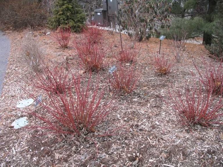 Cornus sericea 'Farrow' Arctic Fire - Kiefer Nursery: Trees, Shrubs ...