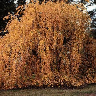 Cercidiphyllum japonicum 'Pendulum'