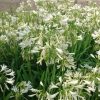 Agapanthus 'Silver Baby'