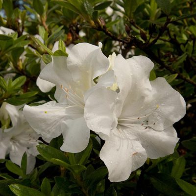 Azalea 'Roblev' Encore® Autumn Ivory®