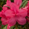 Azalea 'Robleu' Encore® Autumn Jewel® - Image 2