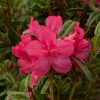 Azalea 'Robleu' Encore® Autumn Jewel®