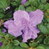 Azalea 'Robles' Encore® Autumn Lilac® - Image 3