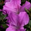 Azalea 'Robles' Encore® Autumn Lilac®