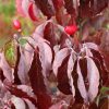 Cornus florida f. rubra - Image 2