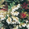 Pieris japonica 'Amami Island'