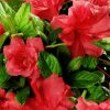 Azalea 'Conleo' Encore® Autumn Monarch™