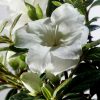 Azalea 'Mootum' Encore® Autumn Moonlight®
