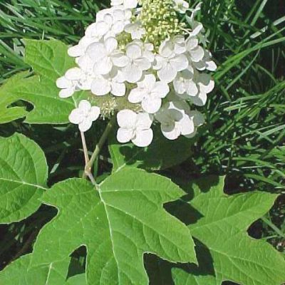 Hydrangea quercifolia 'Alice'