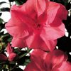 Azalea 'Roblea' Encore® Autumn Princess®