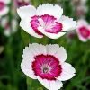 Dianthus deltoides 'Arctic Fire'