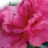 Azalea 'Conlea' Encore® Autumn Rouge® - Image 2
