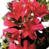 Azalea 'Conler' Encore® Autumn Ruby™