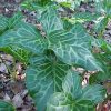 Arum italicum
