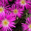 Delosperma ashtonii - Image 2