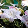 Azalea 'Roblem' Encore® Autumn Starlite®