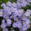 Aster x frikartii 'Monch' - Image 2