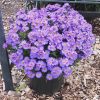 Aster 'Wood's Light Blue' - Image 3