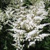 Astilbe x arendsii 'Diamond'