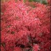Astilbe  'Aphrodite' - Image 2