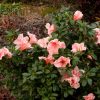 Azalea 'Roblet' Encore® Autumn Sunburst® - Image 3