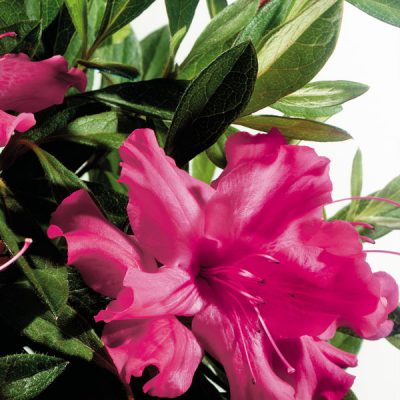 Azalea 'Roblef' Encore® Autumn Sundance™
