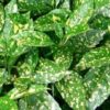 Aucuba japonica 'Variegata'