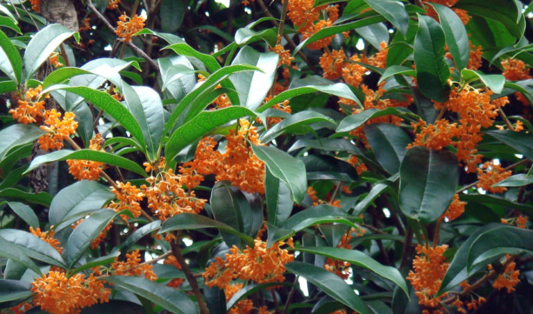 Osmanthus fragrans var. aurantiacus | Kiefer Nursery: Trees, Shrubs