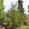 Cryptomeria japonica 'Araucarioides'
