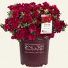 Azalea 'Roblez' Encore® Autumn Fire® - Image 3