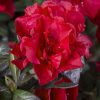 Azalea 'Roblez' Encore® Autumn Fire®