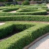 Buxus sinica var. insularis 'Wintergreen' - Image 3
