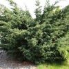 Juniperus chinensis 'Blue Alps'