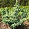 Juniperus chinensis 'Blue Alps' - Image 2