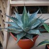 Agave montana 'Bacarat'