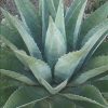 Agave montana 'Bacarat' - Image 3