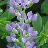 Baptisia australis