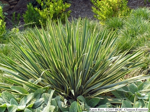 Yucca filamentosa 'Bright Edge'