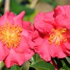 Camellia sasanqua 'Bella Rouge' PP#14213