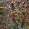 Acer palmatum 'Beni Kawa' - Image 3
