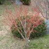 Acer palmatum 'Beni Kawa' - Image 2